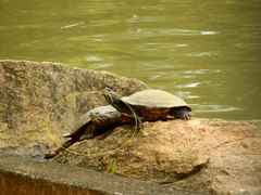 Phrynops geoffroanus