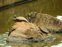 Phrynops geoffroanus