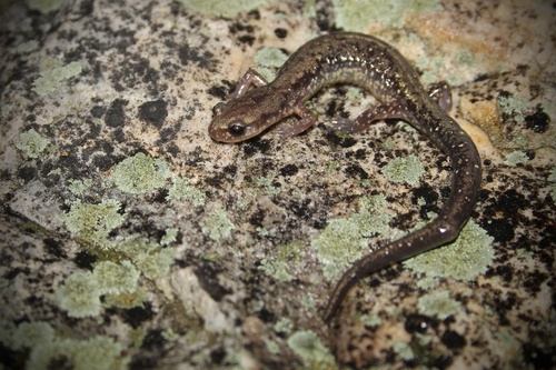 Dixie Caverns Salamander