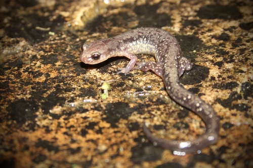 Dixie Caverns Salamander