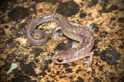 Dixie Caverns Salamander