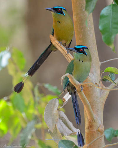 Lesson's Motmot