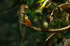 Half-Collared Kingfisher photo 5