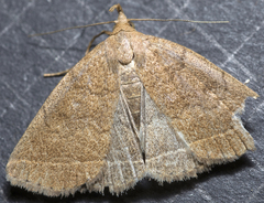 Zanclognatha marcidilinea