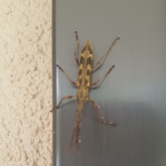 Lasiorhynchus barbicornis