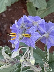 Solanum elaeagnifolium image