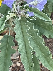 Solanum elaeagnifolium image