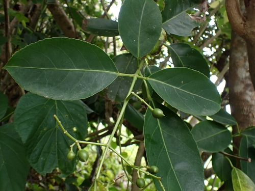 Dalrympelea trifoliata observed 2023-04-22
