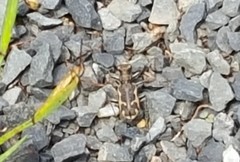 Neocicindela tuberculata