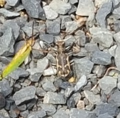 Neocicindela tuberculata