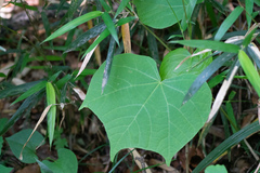 Japanese Alang-Alang (Alangium platanifolium)