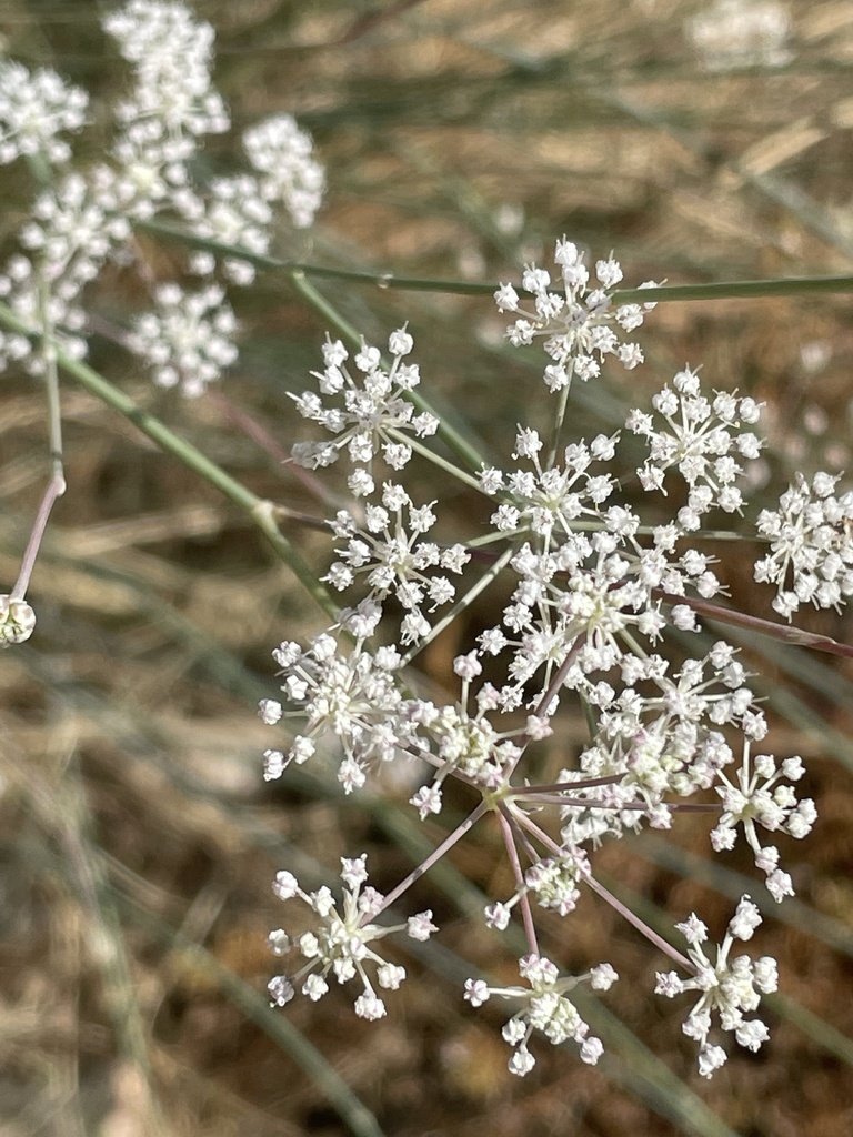 Deverra scoparia