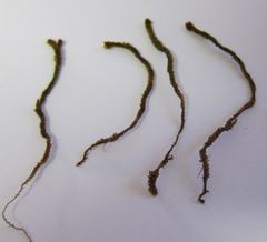 Chandonanthus squarrosus