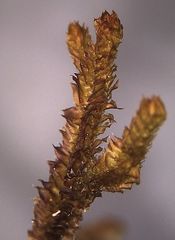 Chandonanthus squarrosus