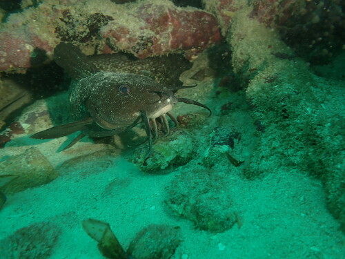 Darkfin eeltail catfish (Plotosus limbatus) — Plotosidae — 4
