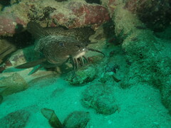 Darkfin Eel-Catfish photo 3