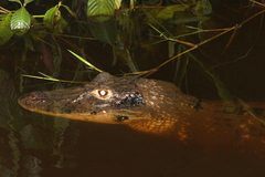 Melanosuchus niger