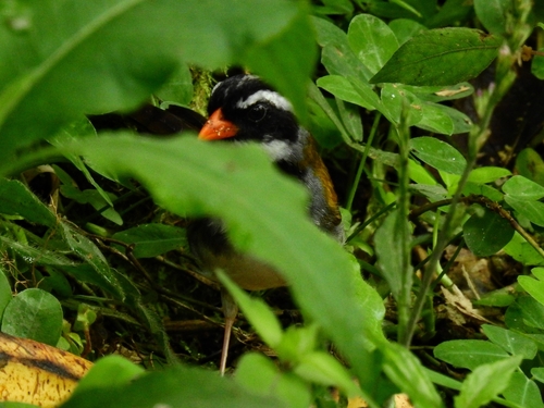 Orange-billed Sparrow (Arremon aurantiirostris), photo 8