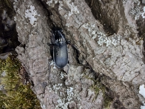 utekáčik čierny (Pterostichus niger)