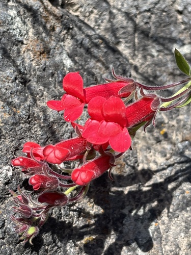 Gambelia speciosa