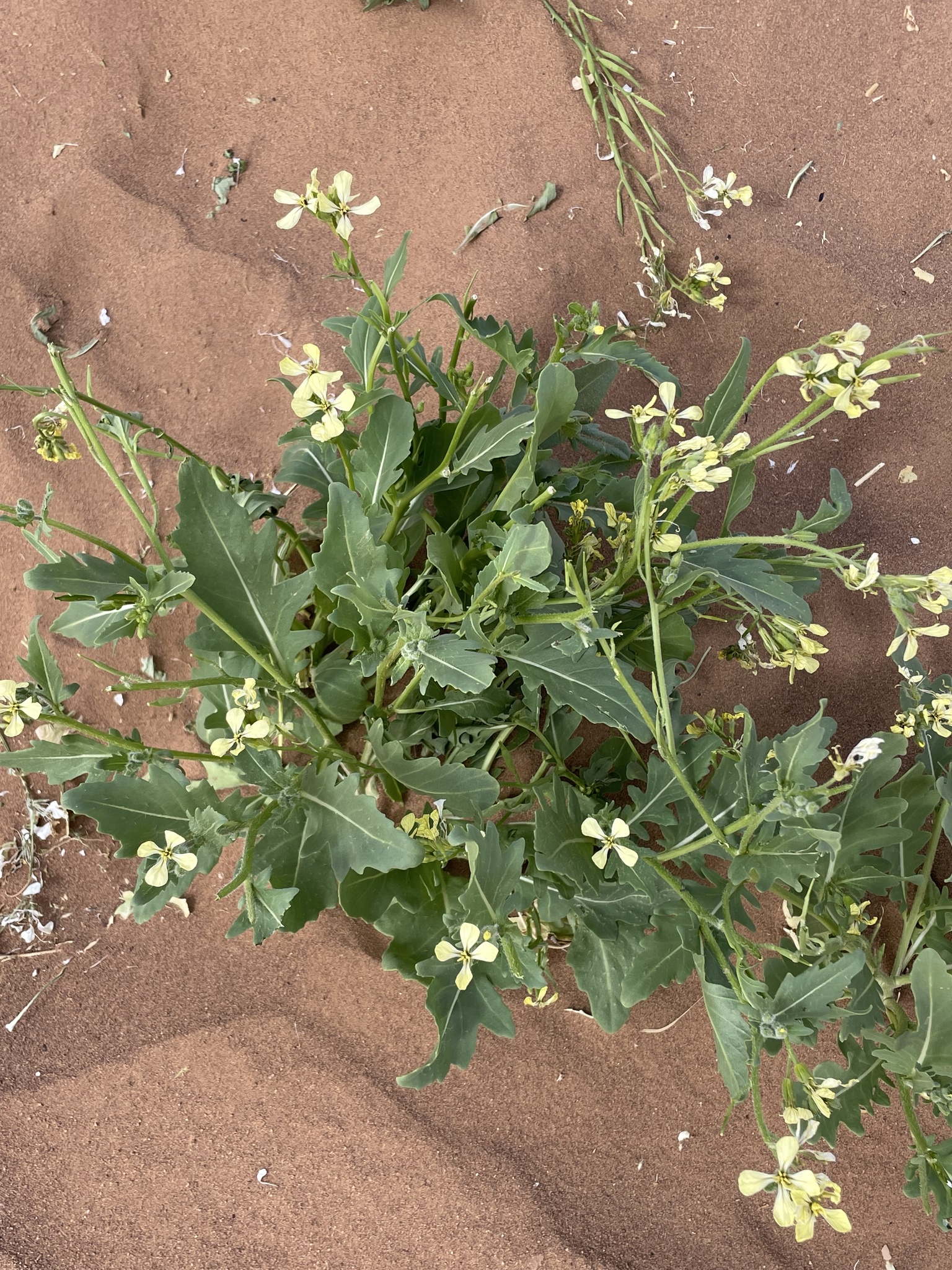 Eruca aurea