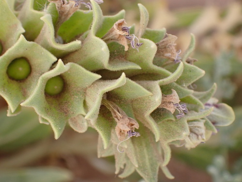 Egyptian henbane