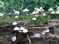 Mycena arcangeliana