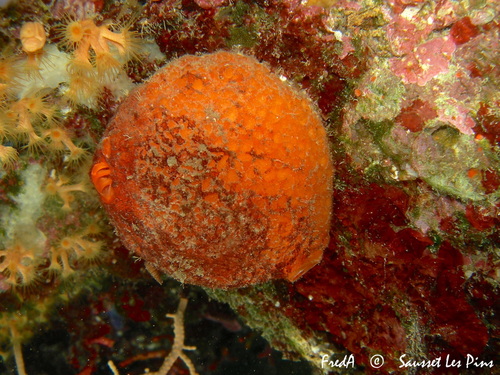 Tethya aurantium (Pallas, 1766)