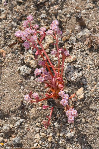mariposa pussypaws (Calyptridium pulchellum)