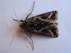 Autographa flagellum