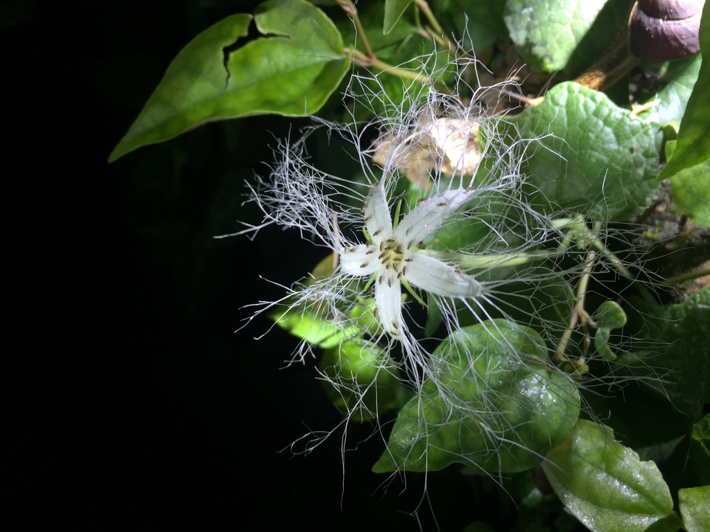Trichosanthes homophylla