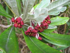 Pittosporum rangitahua