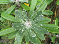 Pittosporum rangitahua