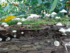 Mycena arcangeliana