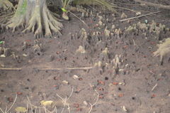 Neosarmatium meinerti