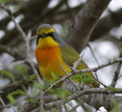 Telophorus sulfureopectus similis
