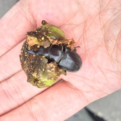 Dorcus