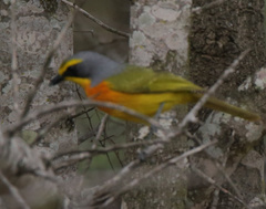 Telophorus sulfureopectus similis