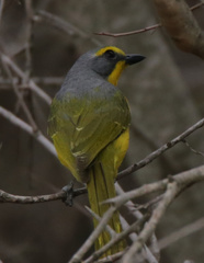 Telophorus sulfureopectus similis