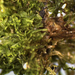 Metzgeria crassipilis - Photo (c) John Steel, μερικά δικαιώματα διατηρούνται (CC BY), uploaded by John Steel