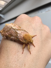 Sthenopis purpurascens