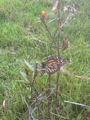 Danaus plexippus nigrippus