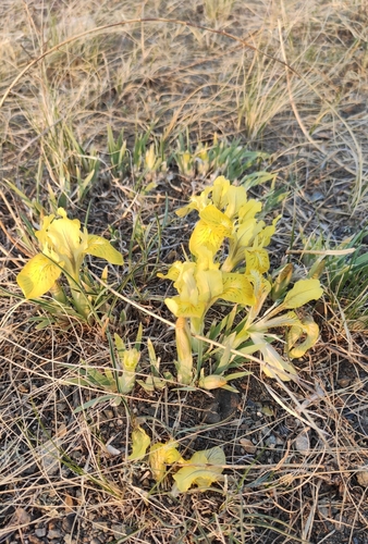 Image of Iris potaninii by (c) Юлия, some rights reserved (CC BY)