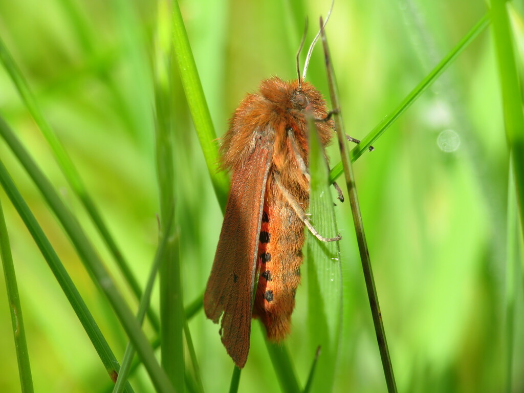 Ruby Tiger Moth from Adlington, UK on May 09, 2023 at 01:09 PM by ...