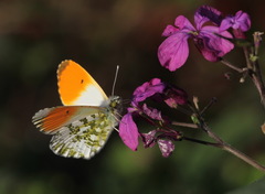 Anthocharis cardamines