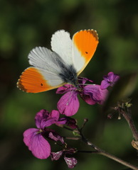 Anthocharis cardamines