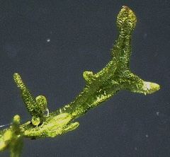 Metzgeria crassipilis