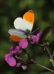 Anthocharis cardamines