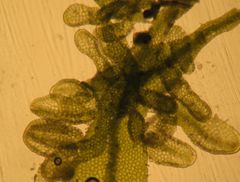 Metzgeria crassipilis