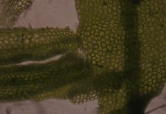 Metzgeria crassipilis